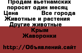 Продам вьетнамских поросят,один месяц › Цена ­ 3 000 - Все города Животные и растения » Другие животные   . Крым,Жаворонки